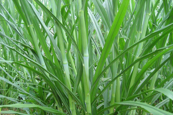 400亩牧草可养牛多少头