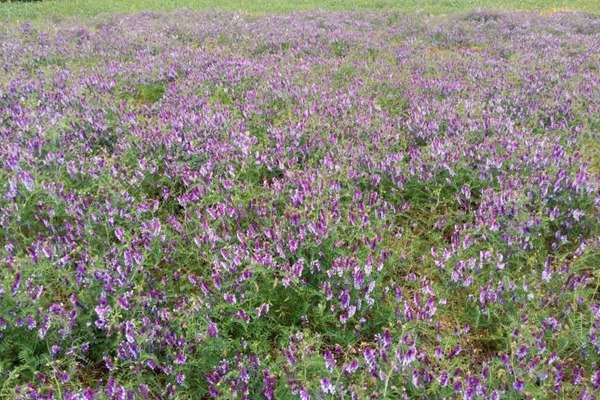 光叶紫花苕