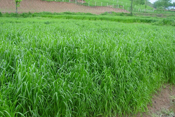 冬牧70黑麦草
