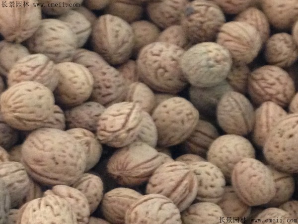 毛桃种子
