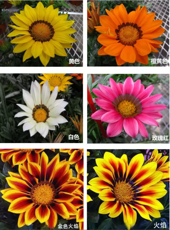 阳光下那一枚枚闪耀的 勋章 勋章菊 品种推荐 江苏长景种业有限公司