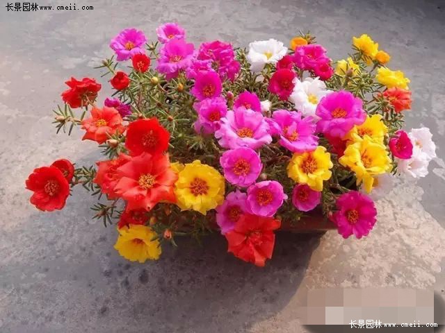 15款花期超长的花 你们养过几种呢 江苏长景种业有限公司 15款花期超长的花 你们养过几种呢 江苏长景种业有限公司