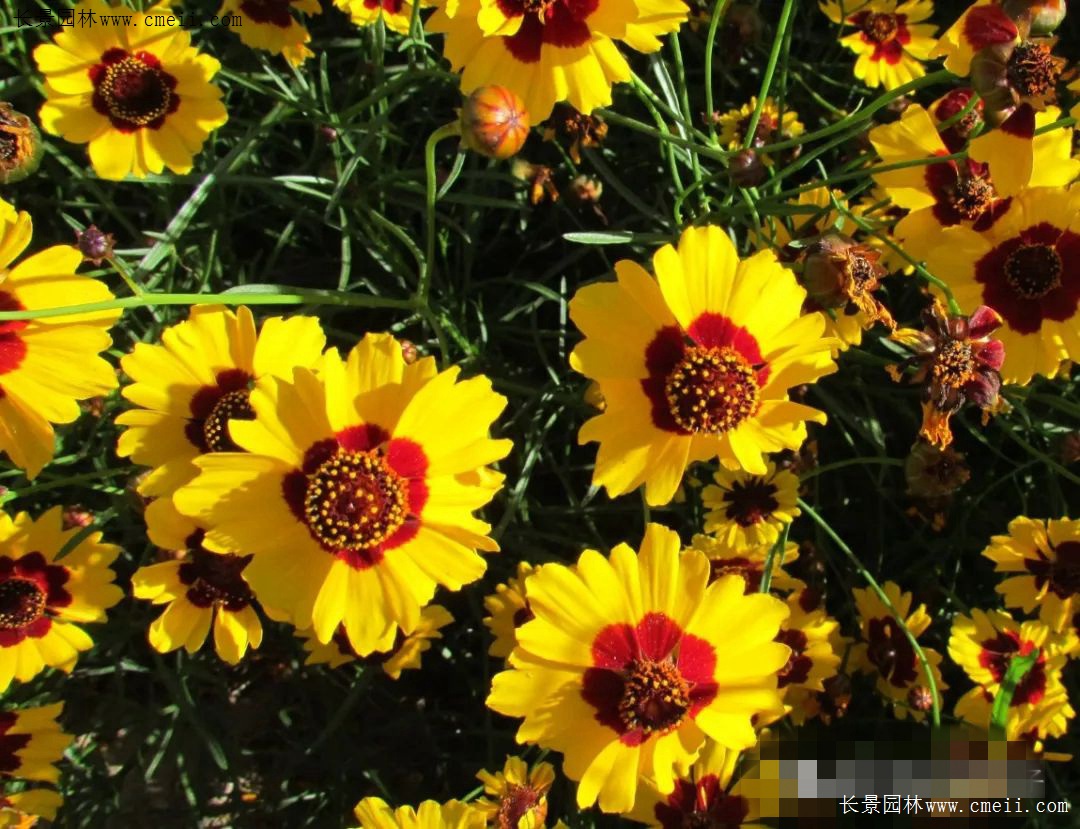 草花应该怎么去养护它呢 江苏长景种业有限公司 草花应该怎么去养护它呢 江苏长景种业有限公司