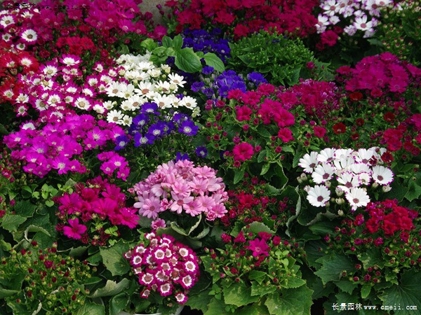 瓜叶菊
