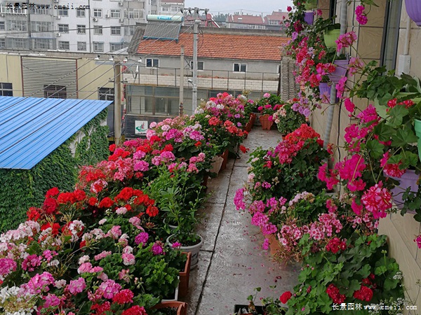 天竺葵种子批发价格 市场报价 花海建设 江苏长景种业有限公司
