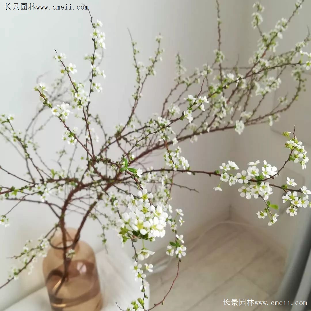 15种 新晋秋冬网红花 江苏长景种业有限公司