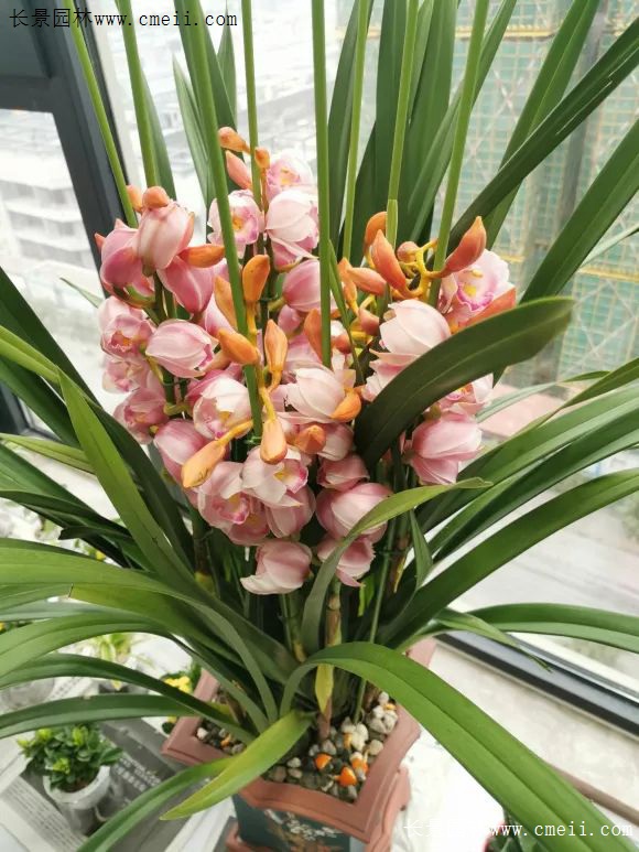 鼠年到好运来 家里养盆 吉祥花 欢欢喜喜过新年 江苏长景种业有限公司