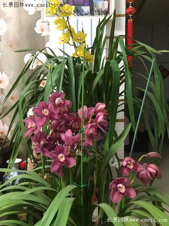鼠年到好运来 家里养盆 吉祥花 欢欢喜喜过新年 江苏长景种业有限公司
