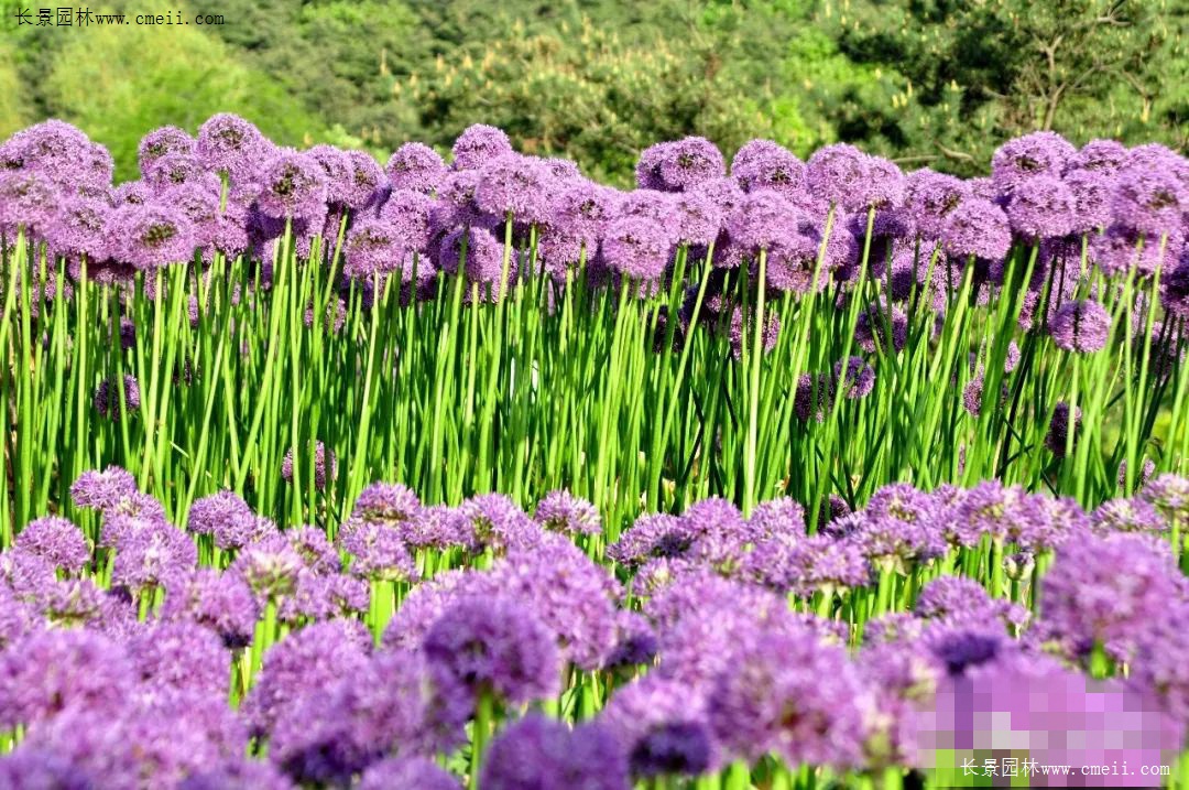花葱 打造土豪级花园 江苏长景种业有限公司 花葱 打造土豪级花园 江苏长景种业有限公司
