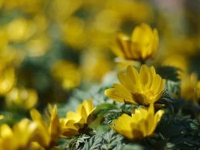 最妖娆最毒的花 你喜欢的花在其中吗 花事百科 江苏长景种业有限公司