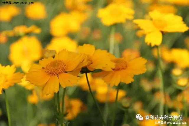 金黄色花海 金鸡菊 江苏长景种业有限公司 金黄色花海 金鸡菊 江苏长景种业有限公司