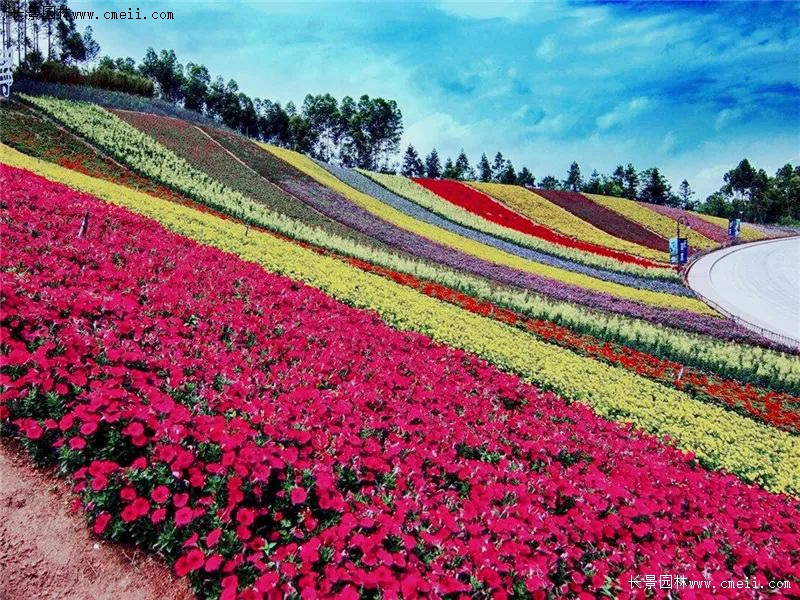 秋冬季节时令花卉 给你一片美丽花海 江苏长景种业有限公司