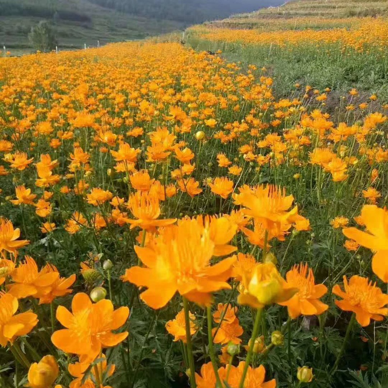 景观野花应用 硫华菊 江苏长景种业有限公司