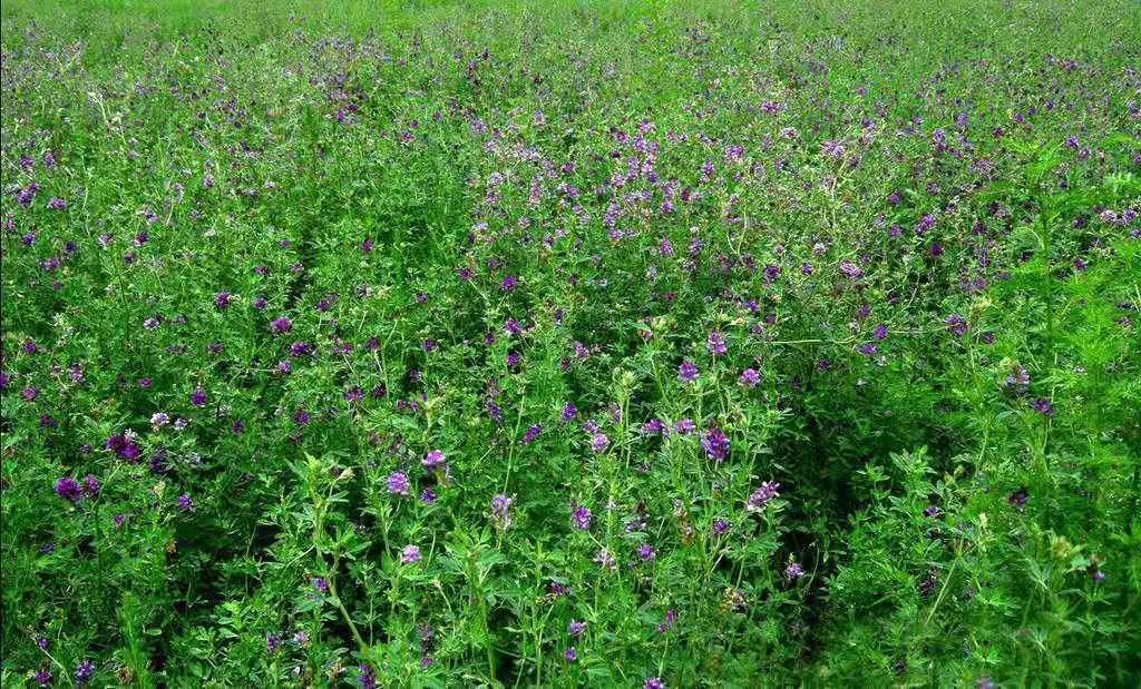 牧草种子之 紫花苜蓿种植技术和管理 牧草种植 江苏长景种业有限公司