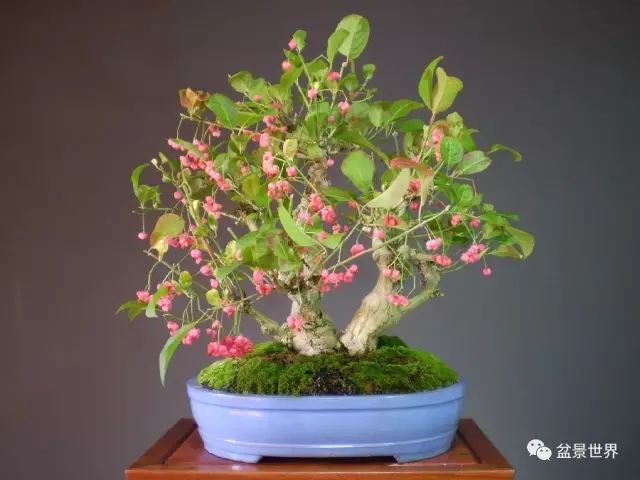 卫矛全介绍盆景枝干树叶种子想知道的这里都有
