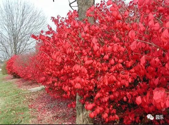 火焰卫矛苗圃发布的重要信息实拍图片与报价咨询灌木植物 江苏长景种业有限公司 火焰卫矛苗圃发布的重要信息实拍图片与报价咨询灌木植物 江苏长景种业有限公司