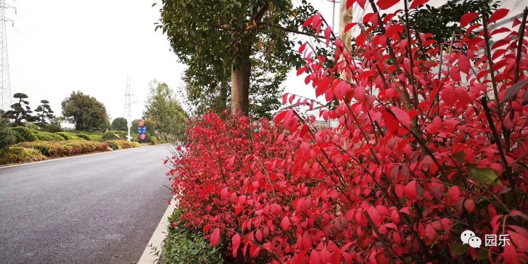 火焰卫矛苗圃发布的重要信息实拍图片与报价咨询灌木植物 江苏长景种业有限公司