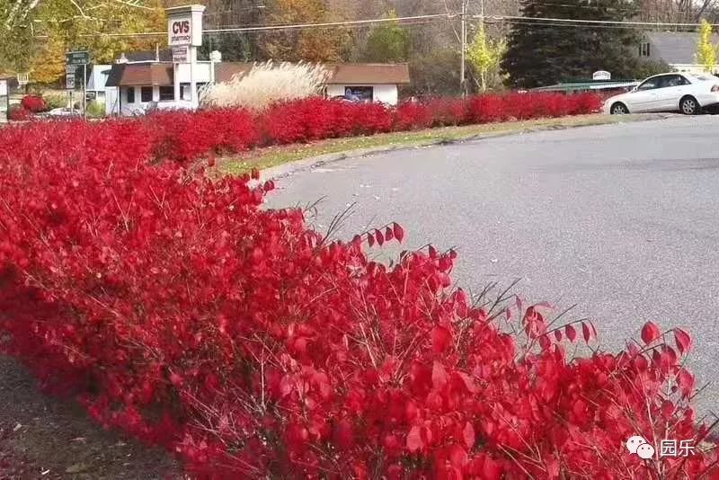 火焰卫矛苗圃发布的重要信息实拍图片与报价咨询灌木植物 江苏长景种业有限公司 火焰卫矛苗圃发布的重要信息实拍图片与报价咨询灌木植物 江苏长景种业有限公司