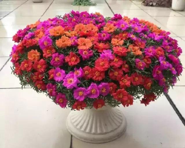 养盆栽太阳花，注意5点