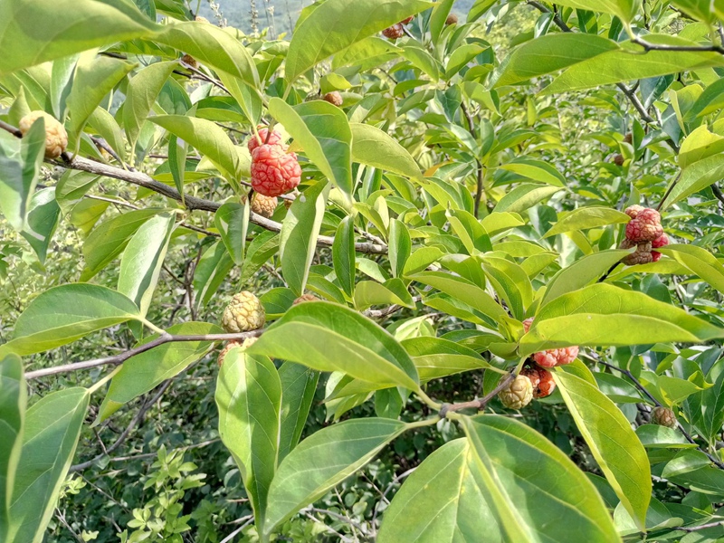 柘树 柘树