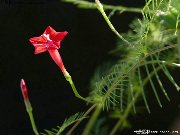 羽叶莺萝风水图片