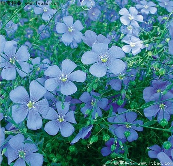 蓝花亚麻图片