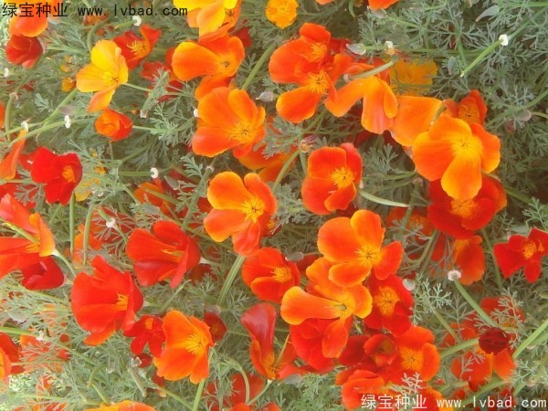 花菱草种子
