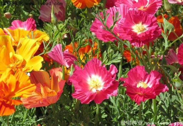 花菱草种子
