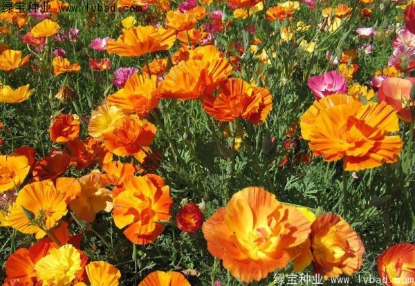 花菱草种子
