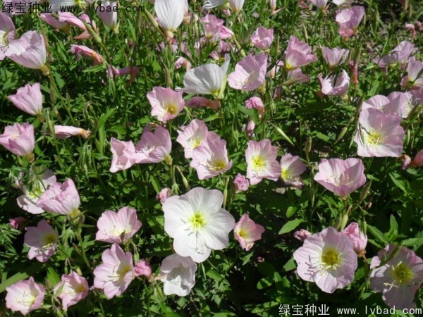 美丽月见草