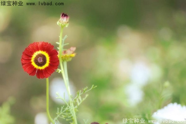花环菊种子