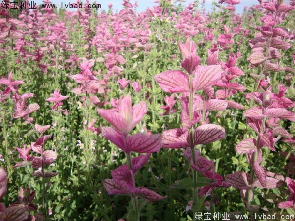鼠尾草种子