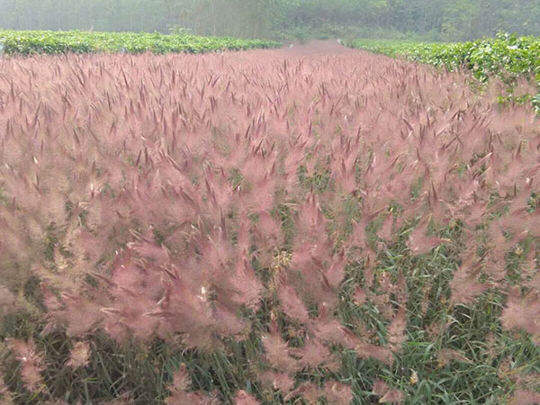 糖蜜草图片