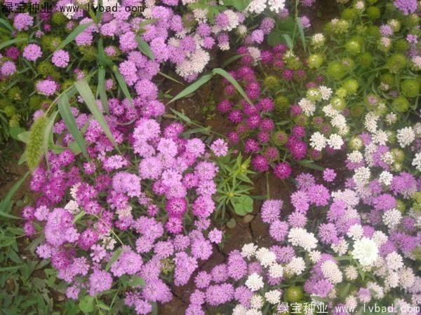 蜂室花种子