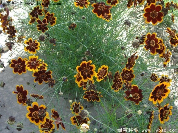 金鸡菊种子
