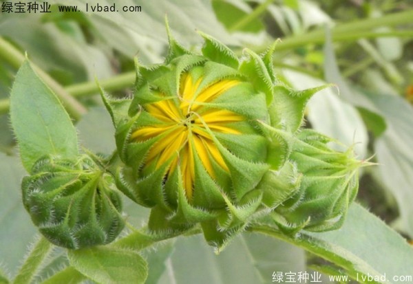 迷你向日葵图片