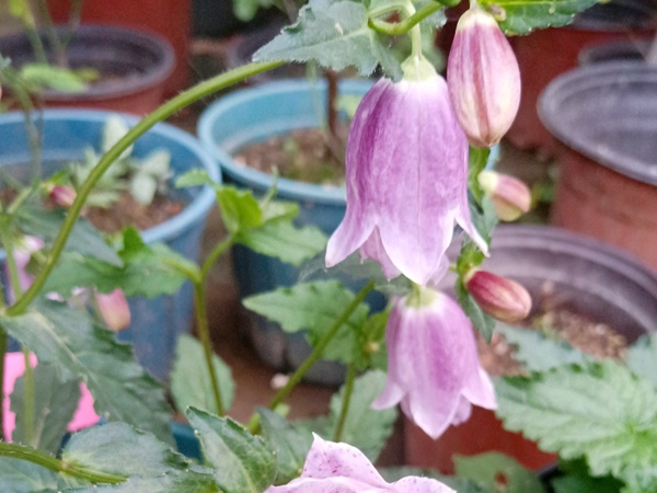 风铃草