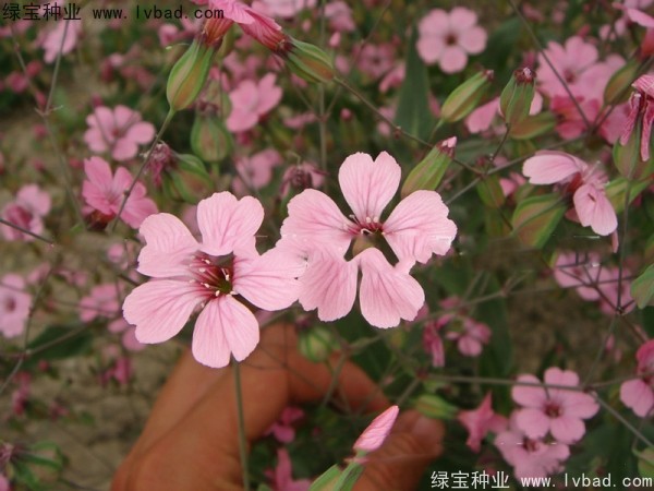 满天星种子