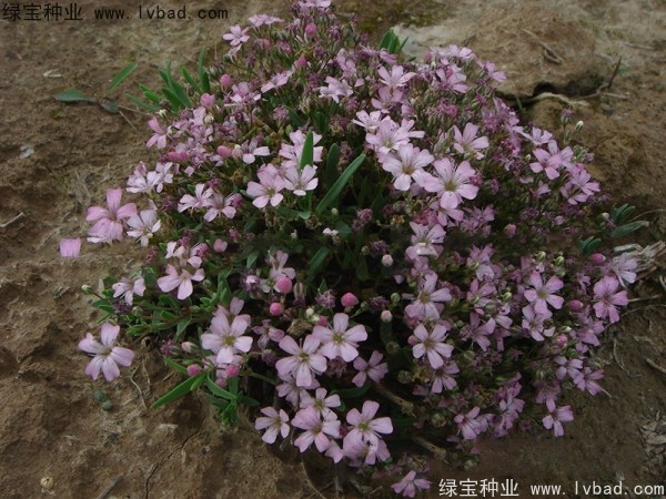满天星种子
