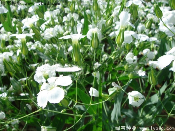 满天星种子