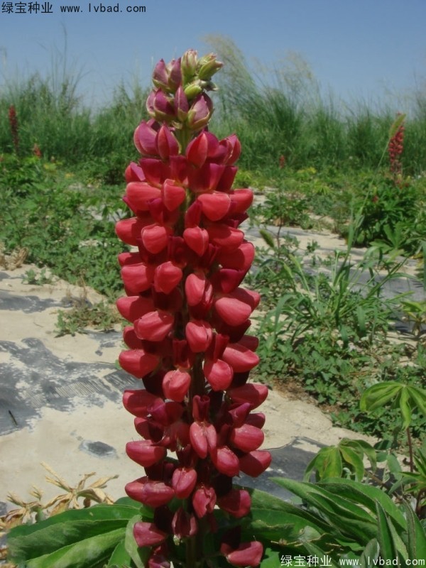 鲁冰花图片