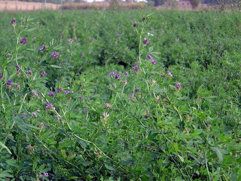 包衣紫花苜蓿种子 最新包衣紫花苜蓿种子 价格 图片 种植技术 江苏长景种业有限公司