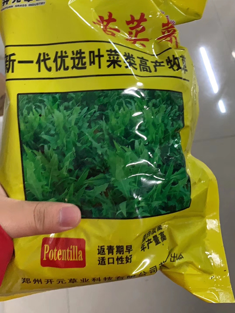 饲用苦荬菜种子