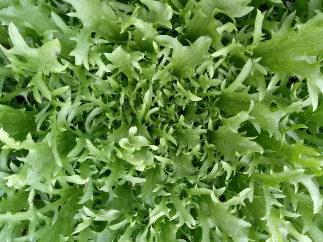 菊苣