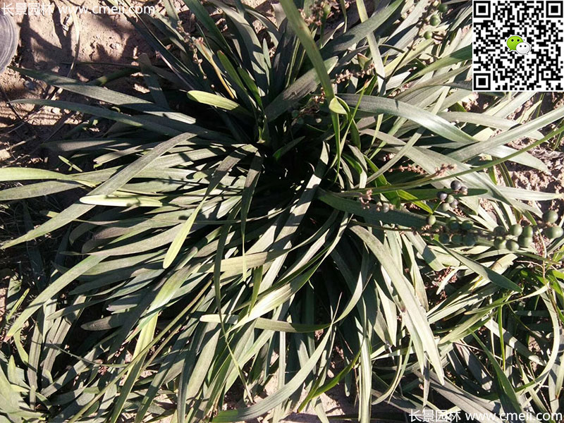 宽叶麦冬阔叶大叶麦冬