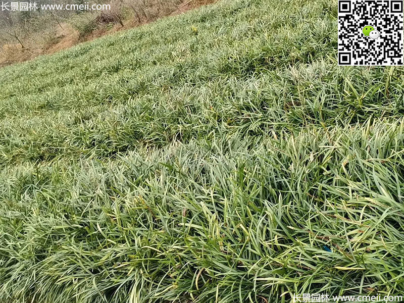 宽叶麦冬阔叶大叶麦冬