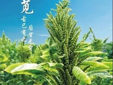 籽粒苋