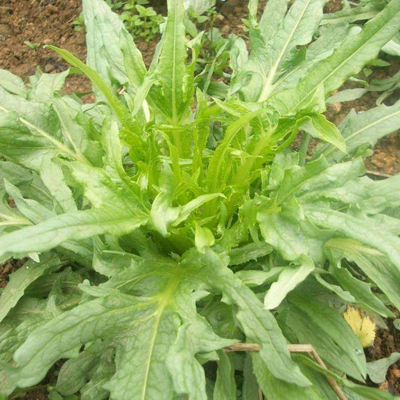 苦荬菜