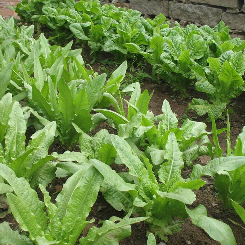 苦荬菜