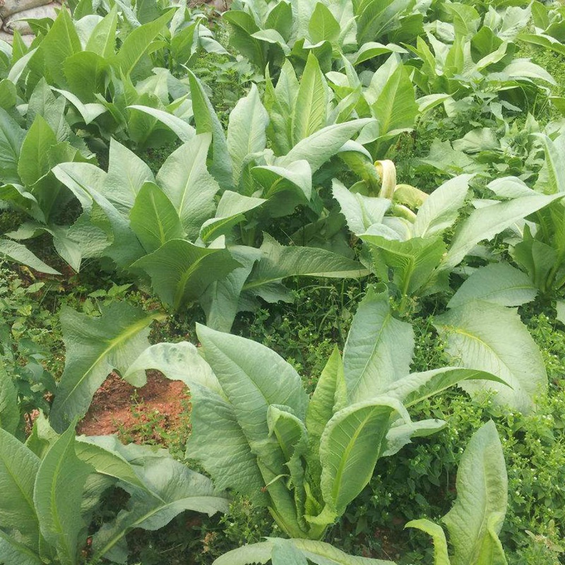 苦荬菜